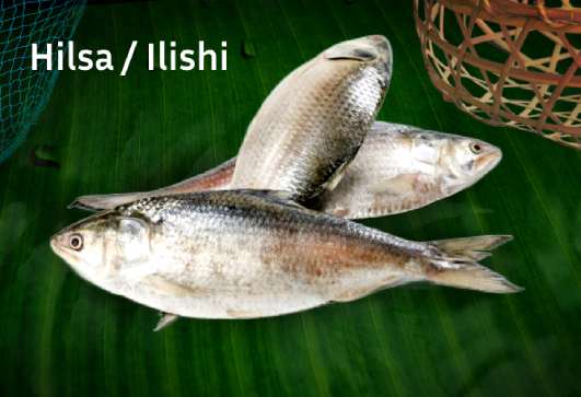 chillika-fresh-fish-hilsa