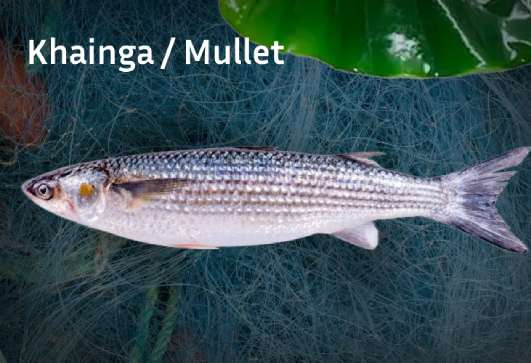 chillika-fresh-fish-khainga